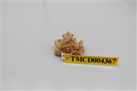 藏品(帶刺併額蟹)的圖片
